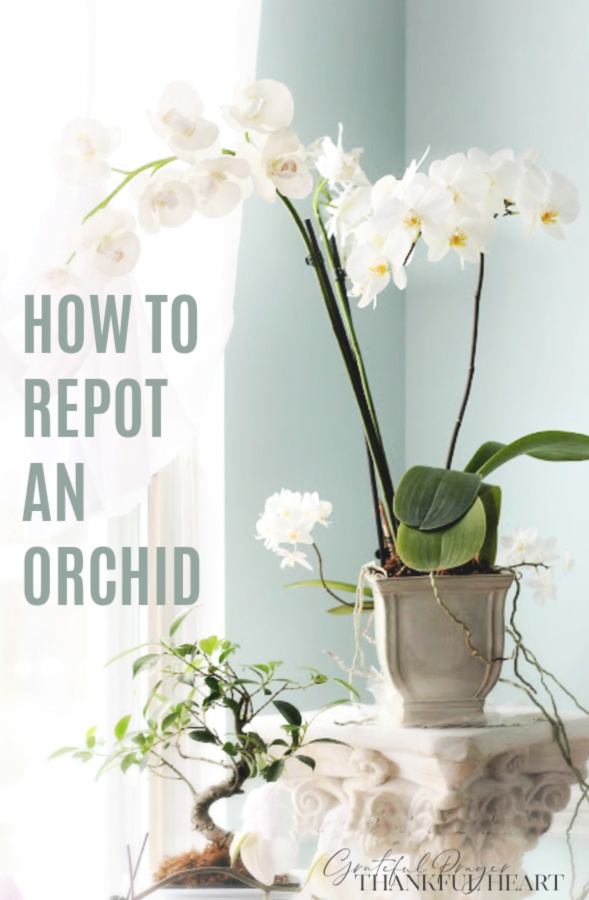 Easy step by step how-to and when-to repot an old Phalaenopsis orchid. Check roots and replace with fresh chip soil for a healthy vibrant plant.