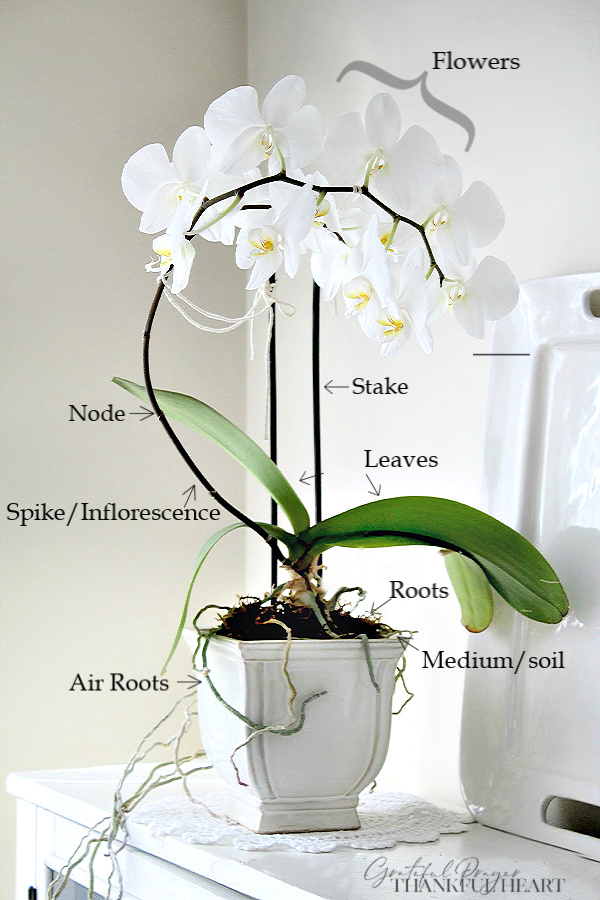 Parts and anatomy of a Phalaenopsis orchid and step-by-step guide to when and how to repot for healthy roots and growth.