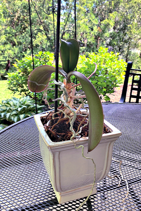 Easy step by step how-to and when-to repot an old Phalaenopsis orchid. Check roots and replace with fresh chip soil for a healthy vibrant plant.