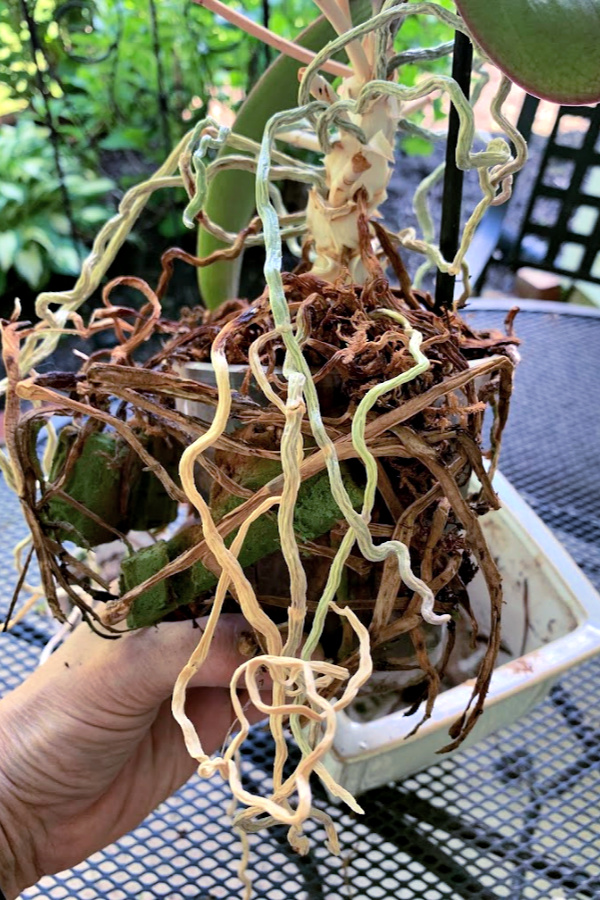 Easy step by step how-to and when-to repot an old Phalaenopsis orchid. Check roots and replace with fresh chip soil for a healthy vibrant plant.