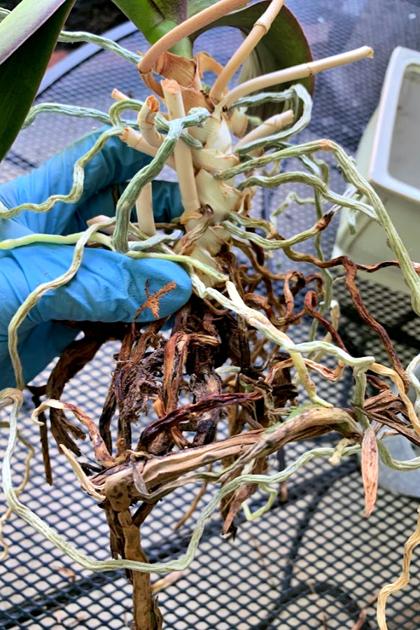 Easy step by step how-to and when-to repot an old Phalaenopsis orchid. Check roots and replace with fresh chip soil for a healthy vibrant plant.