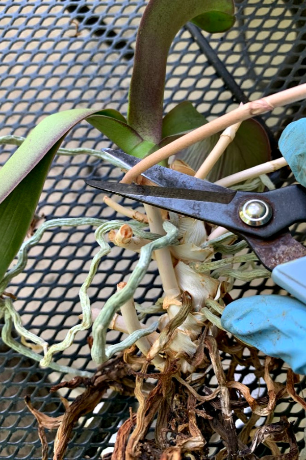 Easy step by step how-to and when-to repot an old Phalaenopsis orchid. Check roots and replace with fresh chip soil for a healthy vibrant plant.