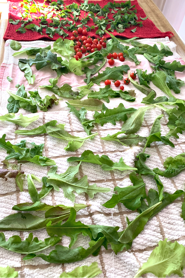 How-to for when and how to plant, pick and harvest for fresh and healthy salads.