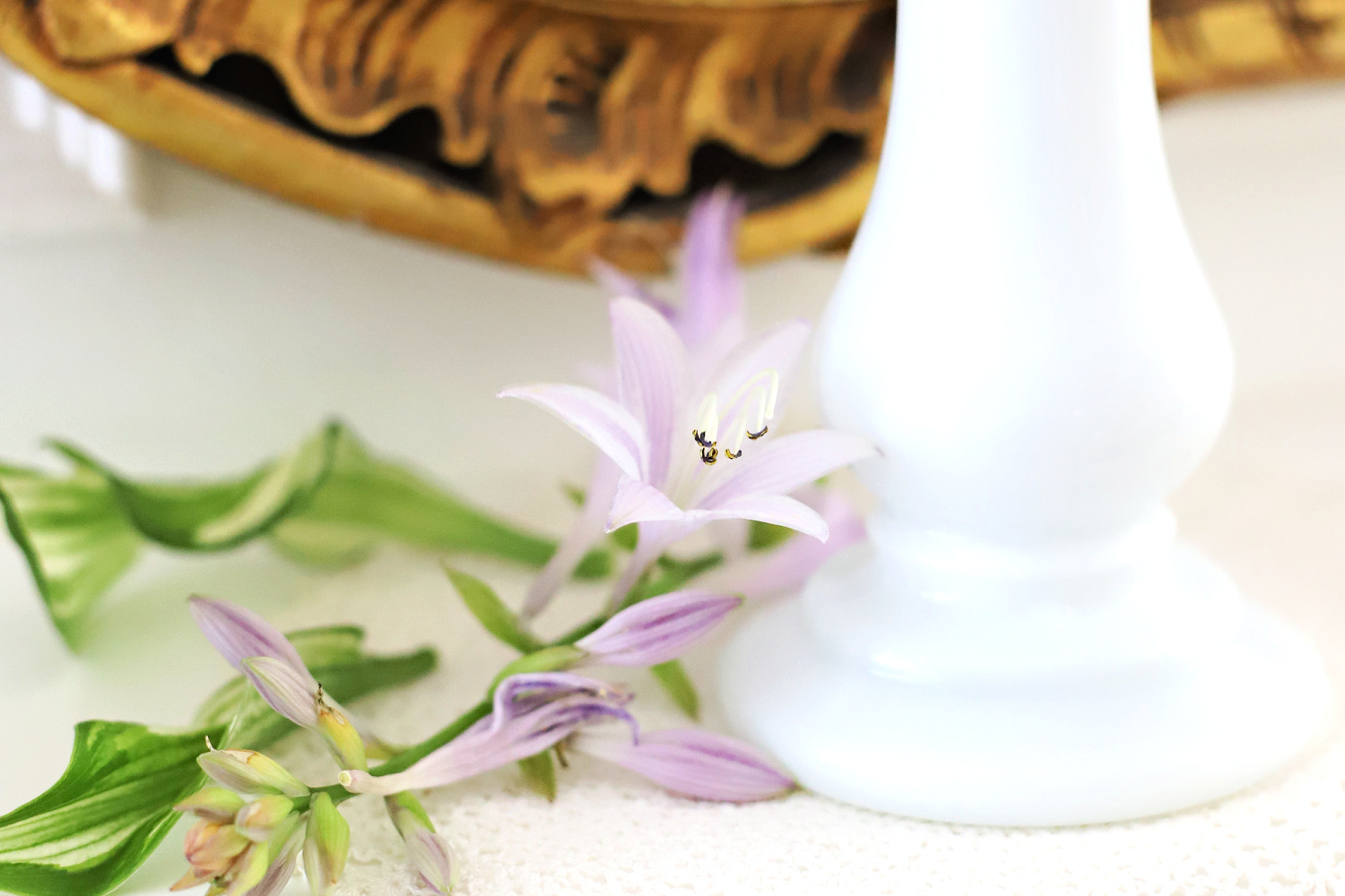 Tiny purple hosta flowers gathered after the rain