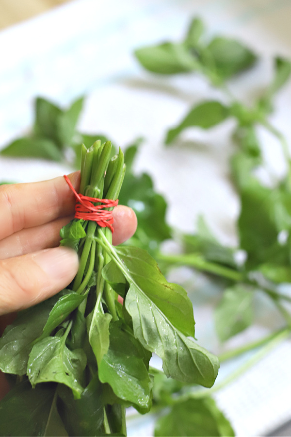 bundling harvested orange mint for drying