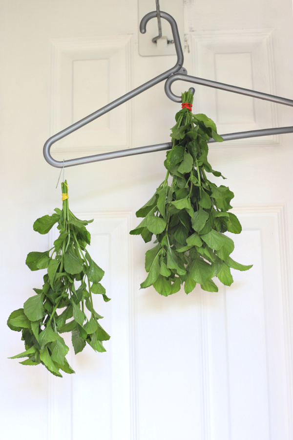 Drying orange mint for tea