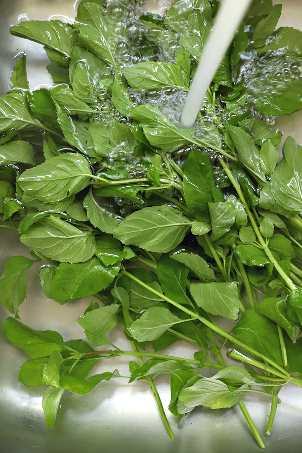 Washing freshly picked orange mint herbs