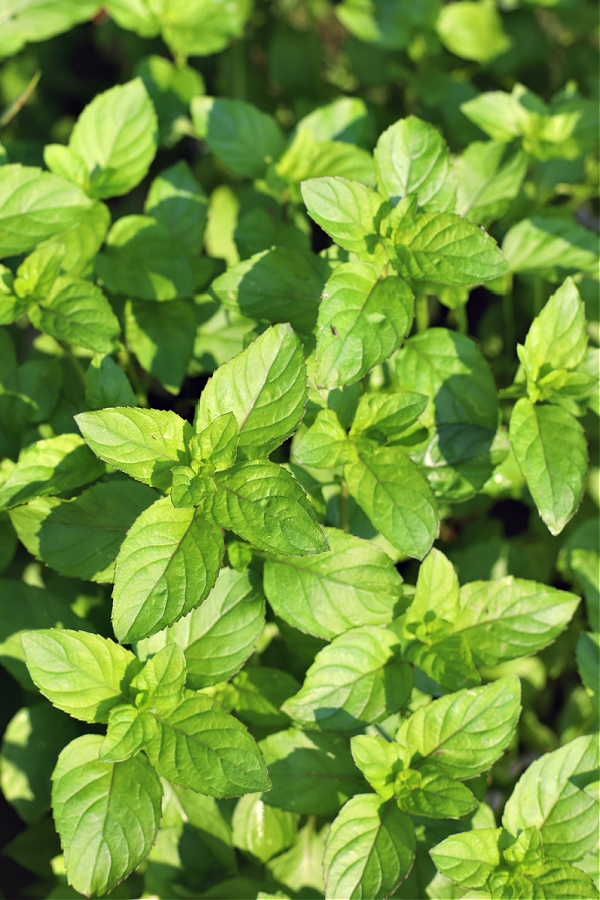 orange mint in herb garden for tea