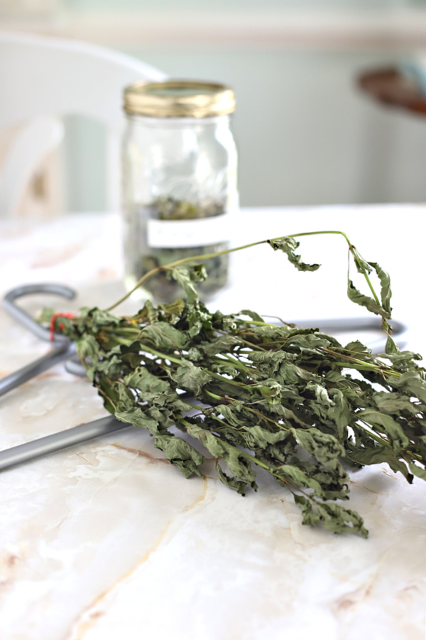 Dried mint leaves