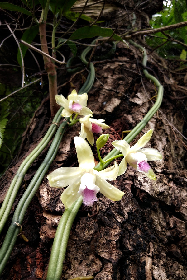 Vanilla bean pods and yellow flower.