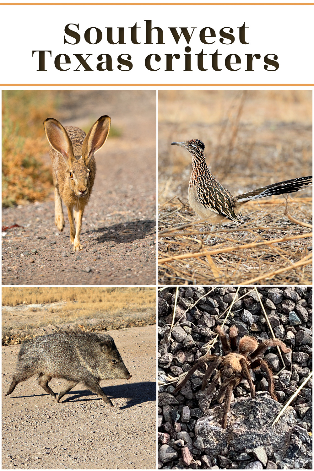 Big Bend National Park animals of south west Texas.