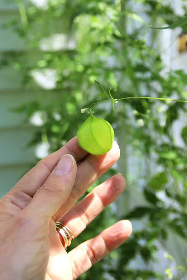 Love in a puff balloon vine seed capsule 