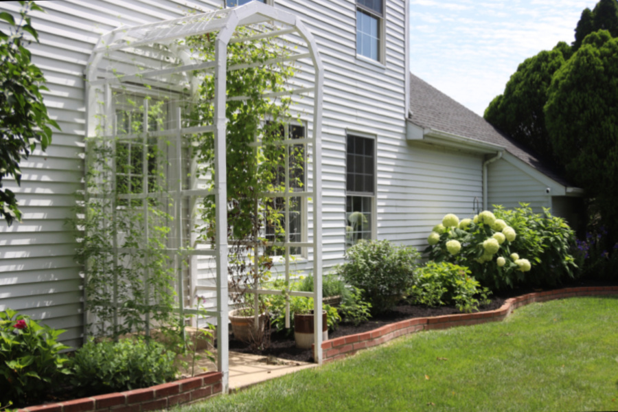 love in a puff seedling planted outside by arbor