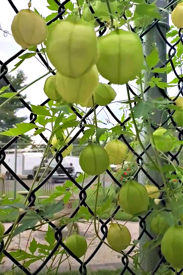 Love in a puff, balloon vine seed capsule growing on a chain link fence.