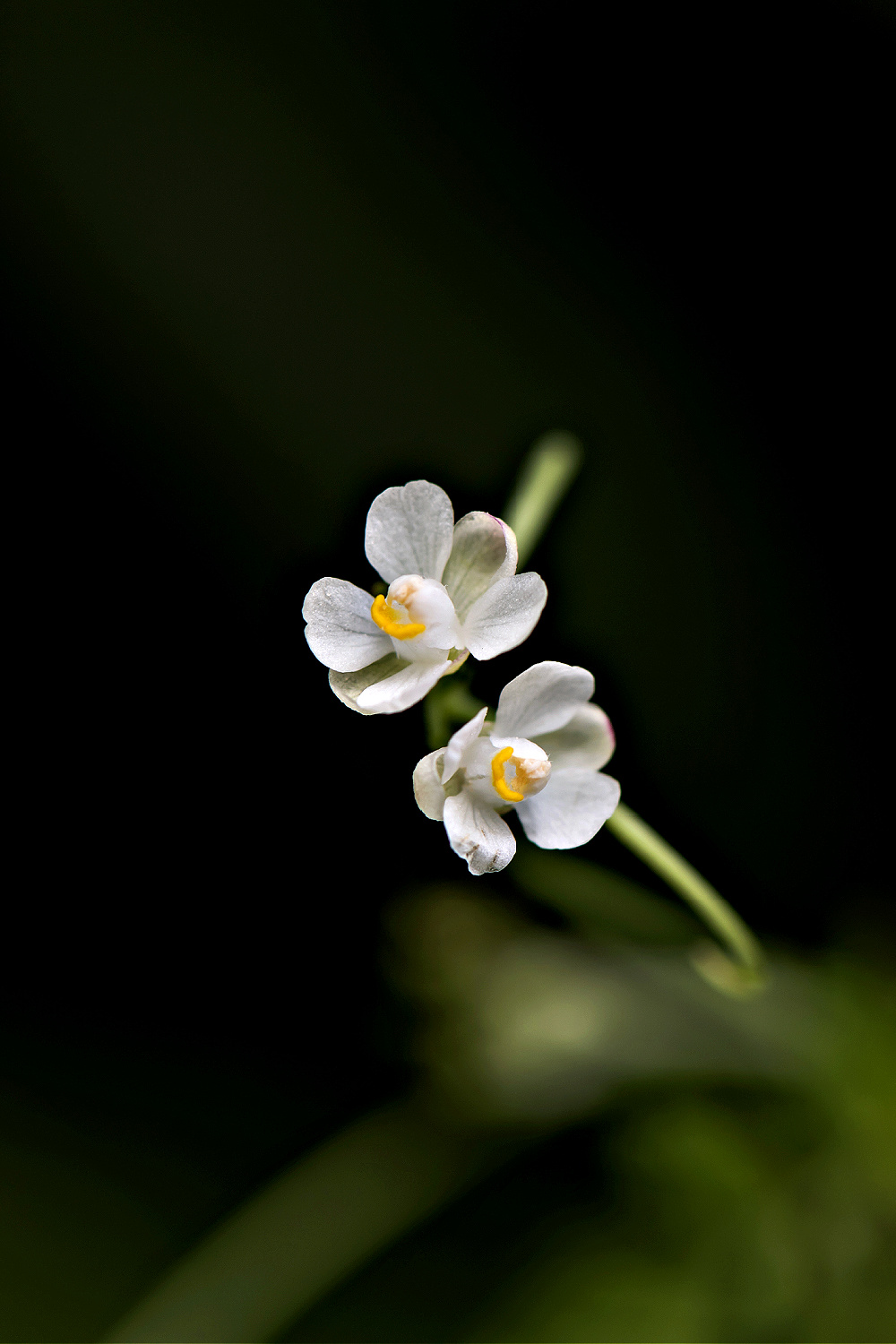 Love in a puff balloon vine flower