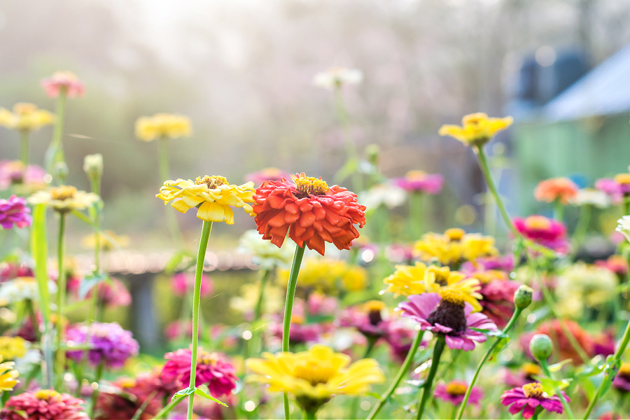 zinnia flowers