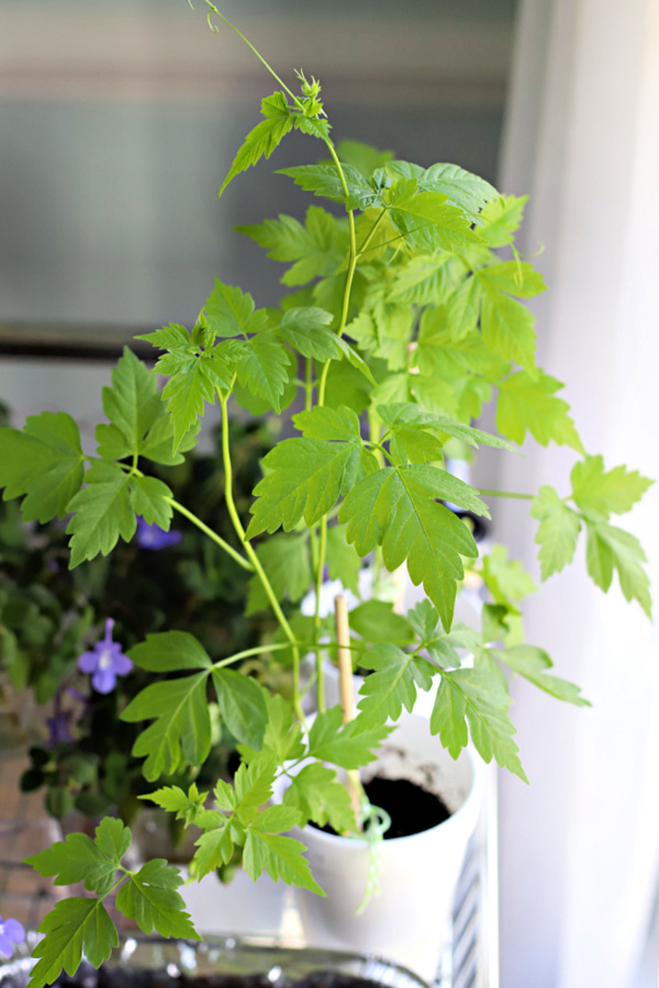 love in a puff balloon vine seedling started on window sill.