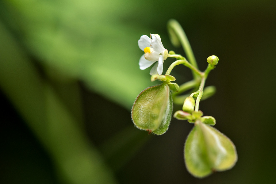 Love in a puff balloon vine seed capsule and flower