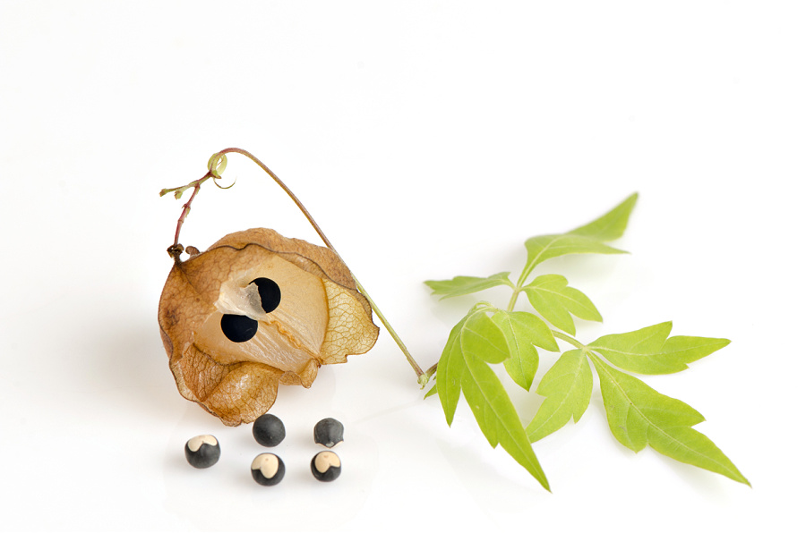 Love in a puff balloon vine papery, lantern-like seed capsule and seeds with a little heart