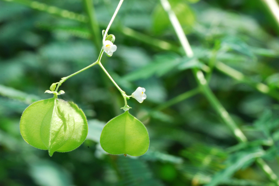 Love in a puff balloon vine seed capsule and flower